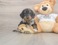 7 week old Cockapoo Puppy For Sale - Fairfield Furbabies