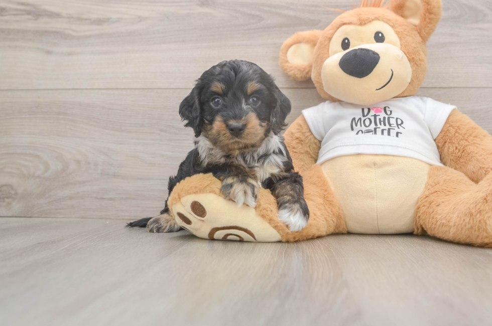 7 week old Cockapoo Puppy For Sale - Fairfield Furbabies