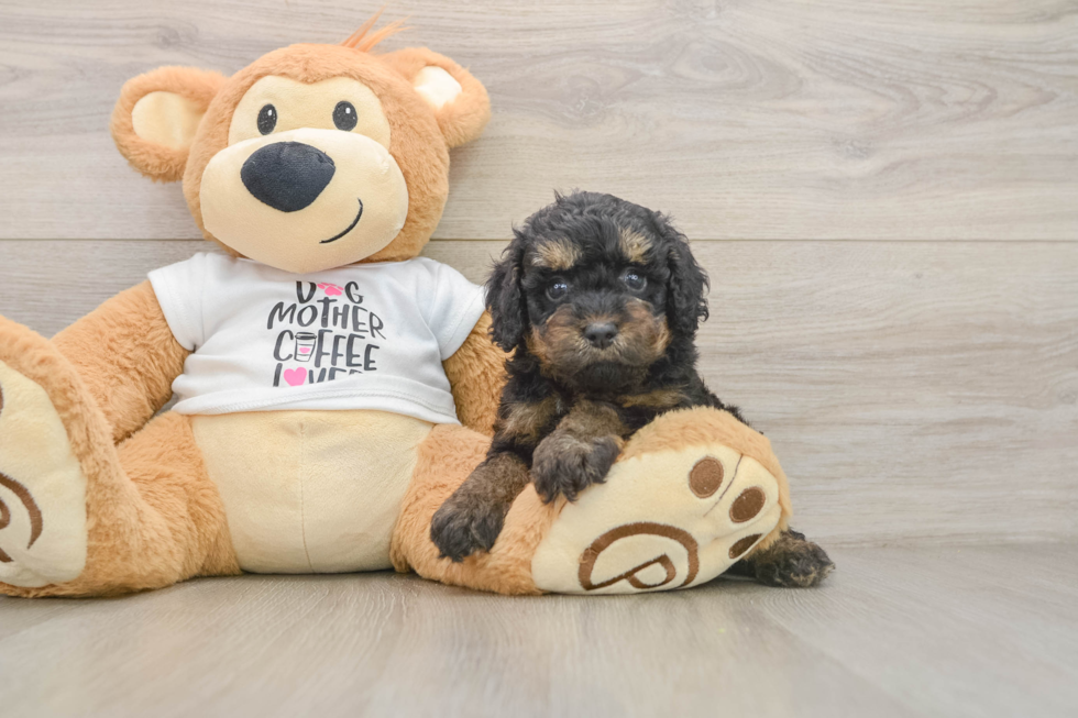Popular Cockapoo Poodle Mix Pup