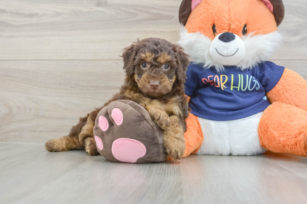 6 week old Cockapoo Puppy For Sale - Fairfield Furbabies