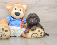 8 week old Cockapoo Puppy For Sale - Fairfield Furbabies