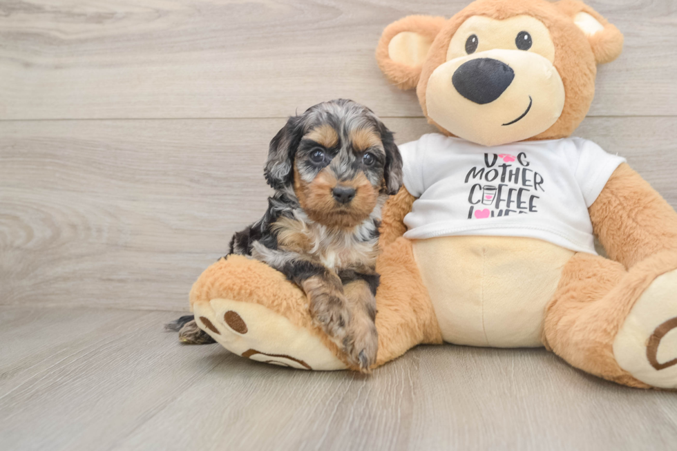 Cockapoo Puppy for Adoption