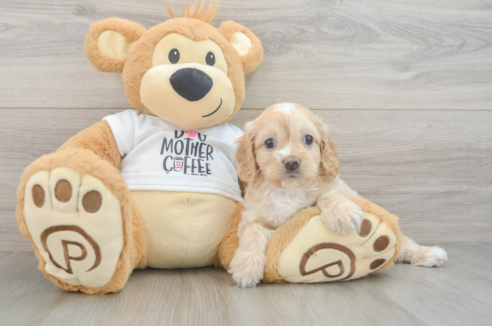 6 week old Cockapoo Puppy For Sale - Fairfield Furbabies