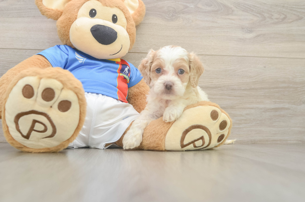 7 week old Cockapoo Puppy For Sale - Fairfield Furbabies