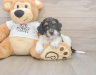 7 week old Cockapoo Puppy For Sale - Fairfield Furbabies