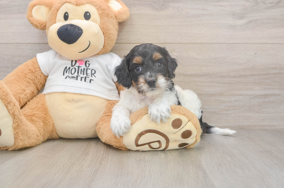 7 week old Cockapoo Puppy For Sale - Fairfield Furbabies