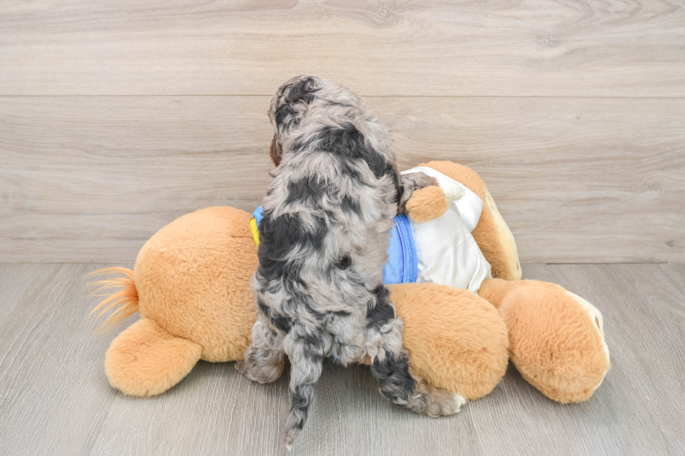 Cockapoo Puppy for Adoption