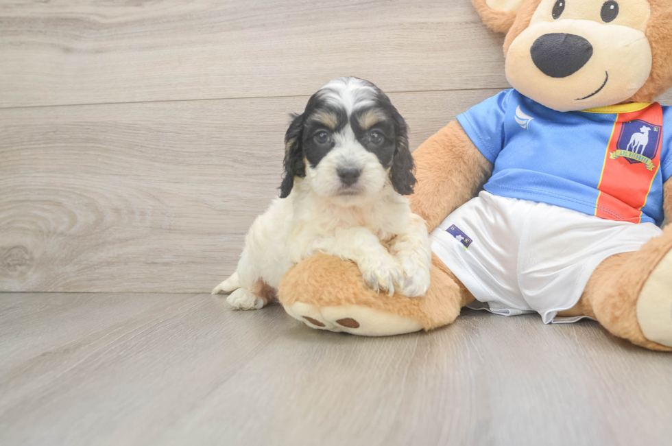 7 week old Cockapoo Puppy For Sale - Fairfield Furbabies