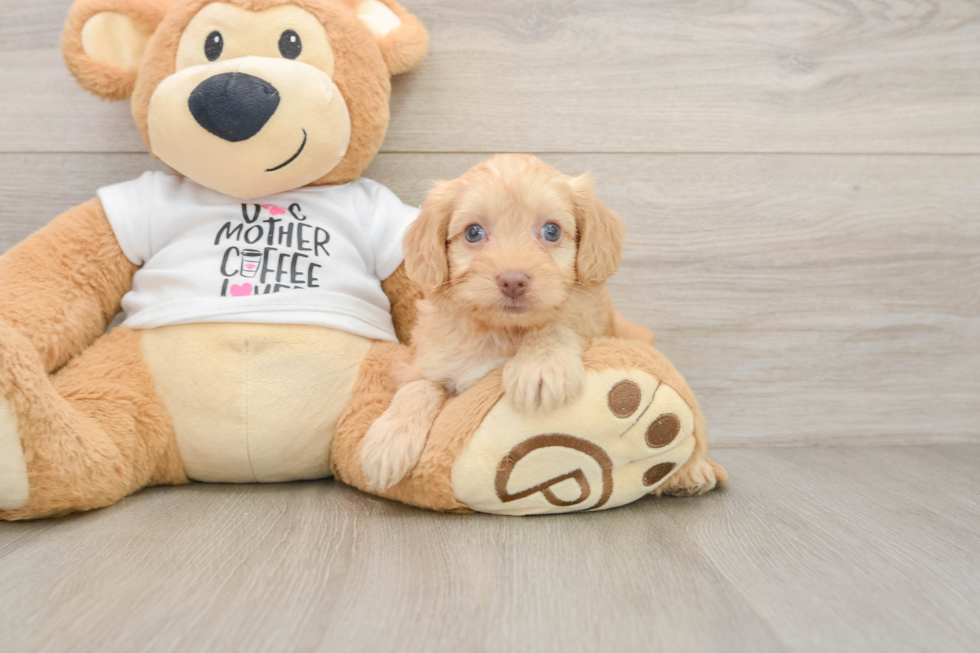 Friendly Cockapoo Baby
