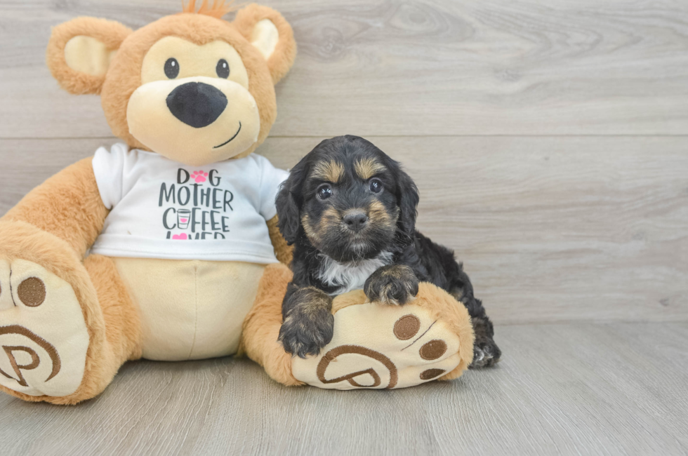 6 week old Cockapoo Puppy For Sale - Fairfield Furbabies