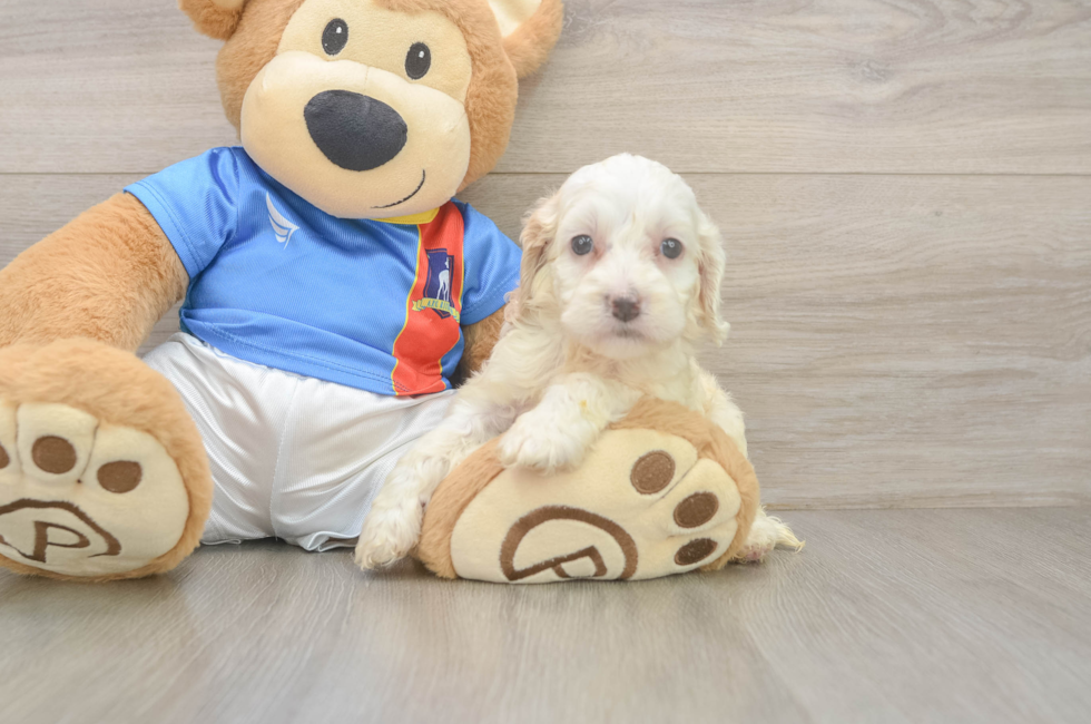 7 week old Cockapoo Puppy For Sale - Fairfield Furbabies