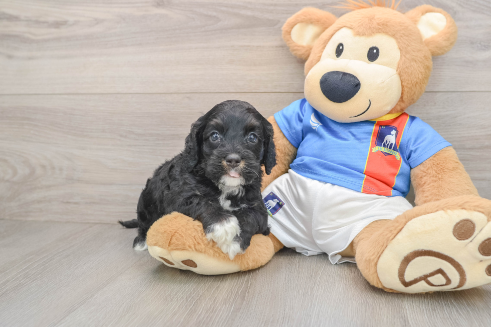 Hypoallergenic Cocker Doodle Poodle Mix Puppy