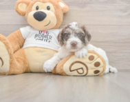 7 week old Cockapoo Puppy For Sale - Fairfield Furbabies