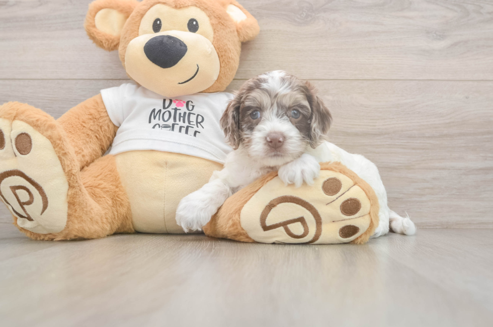 7 week old Cockapoo Puppy For Sale - Fairfield Furbabies