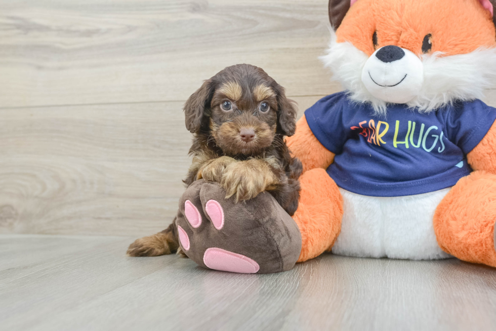 Energetic Cocker Doodle Poodle Mix Puppy