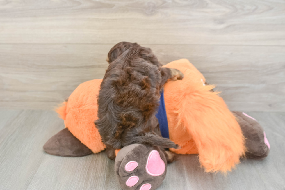 Friendly Cockapoo Baby