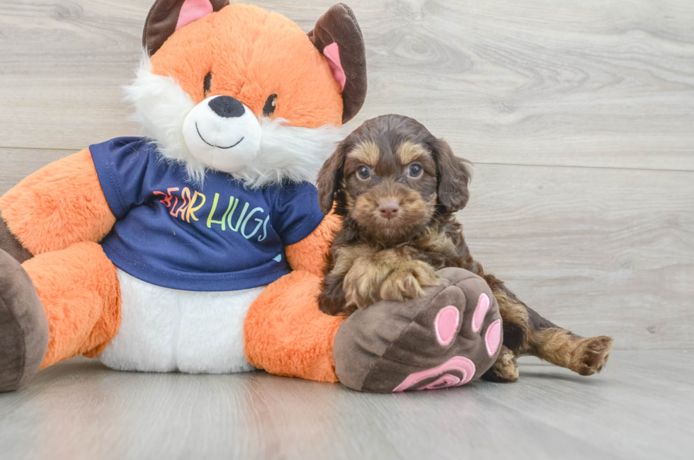 6 week old Cockapoo Puppy For Sale - Fairfield Furbabies