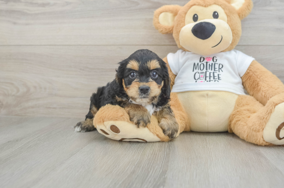6 week old Cockapoo Puppy For Sale - Fairfield Furbabies