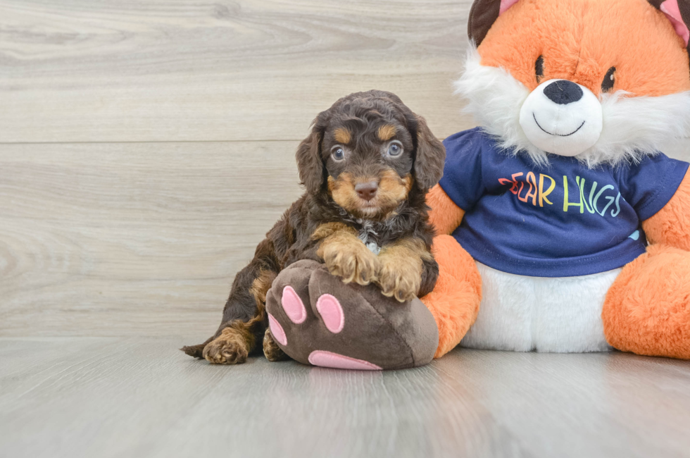 6 week old Cockapoo Puppy For Sale - Fairfield Furbabies