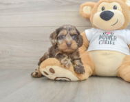 7 week old Cockapoo Puppy For Sale - Fairfield Furbabies