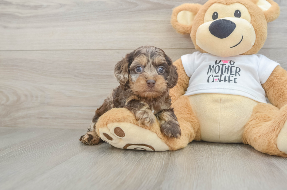 5 week old Cockapoo Puppy For Sale - Fairfield Furbabies