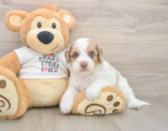 8 week old Cockapoo Puppy For Sale - Fairfield Furbabies