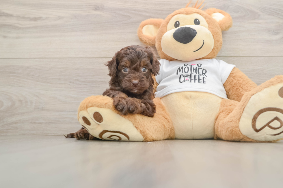 Energetic Cocker Doodle Poodle Mix Puppy