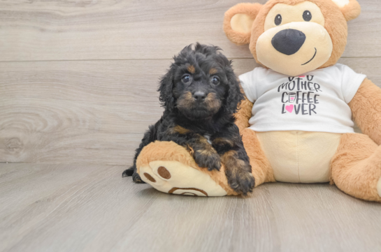 BARCELONA, a Cockapoo littermate