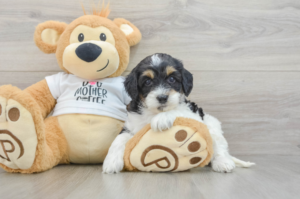 5 week old Cockapoo Puppy For Sale - Fairfield Furbabies