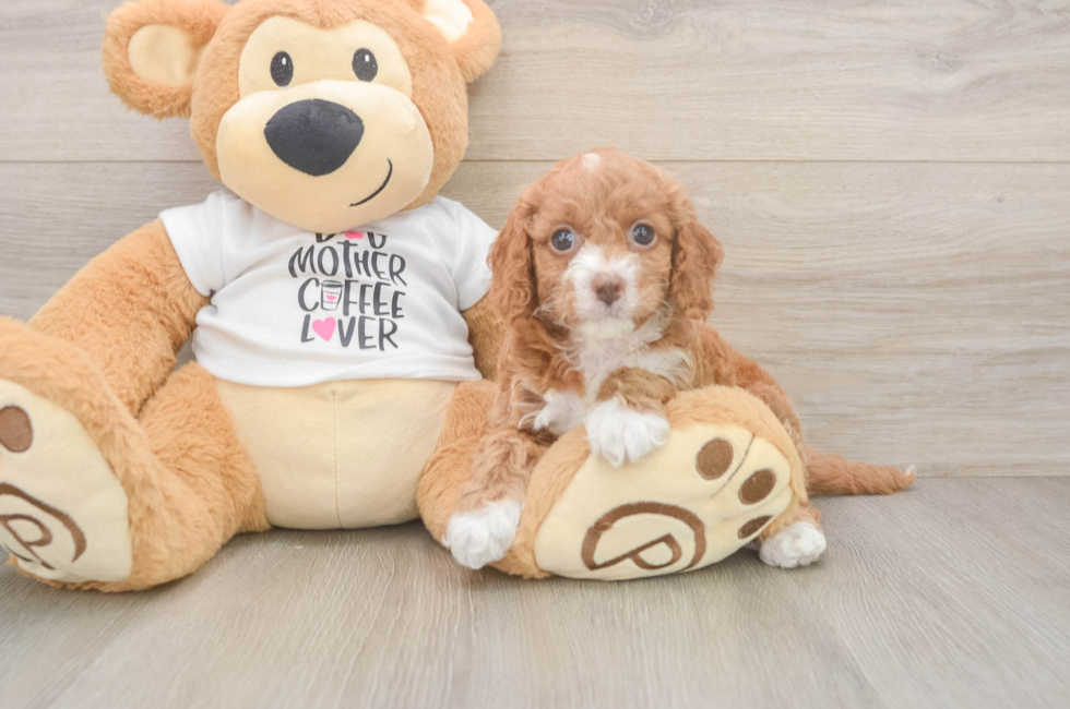 6 week old Cockapoo Puppy For Sale - Fairfield Furbabies
