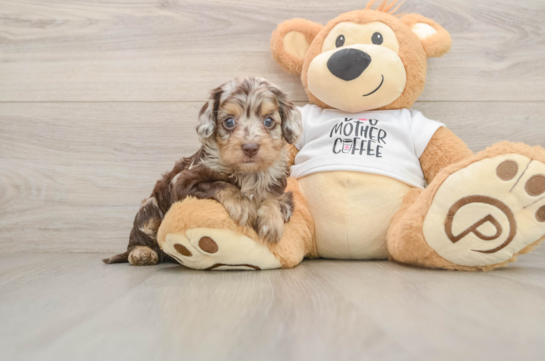 BELIZE, a Cockapoo littermate