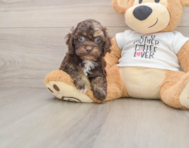 7 week old Cockapoo Puppy For Sale - Fairfield Furbabies