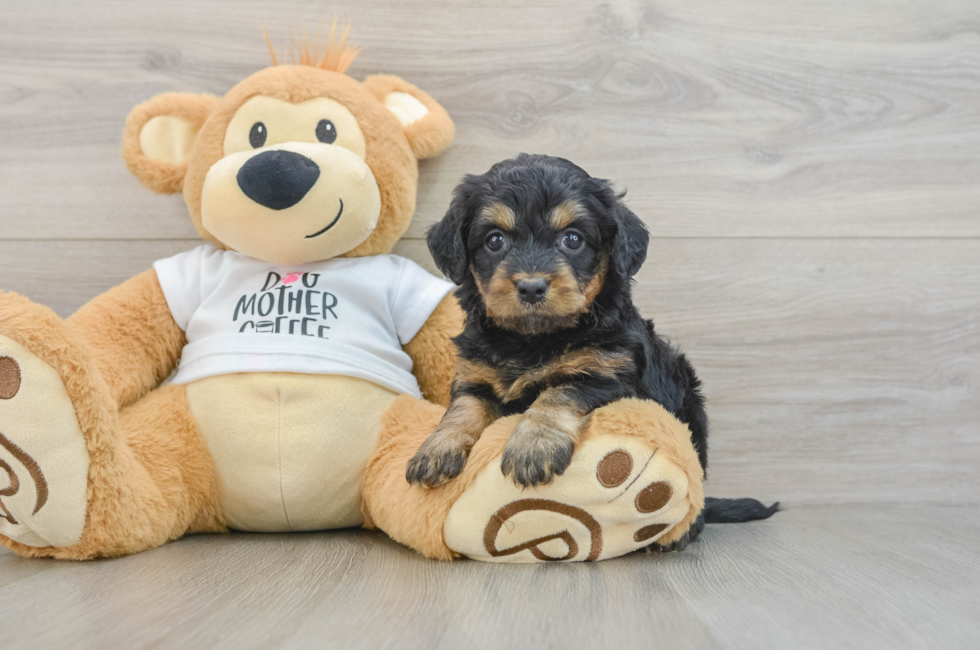 5 week old Cockapoo Puppy For Sale - Fairfield Furbabies
