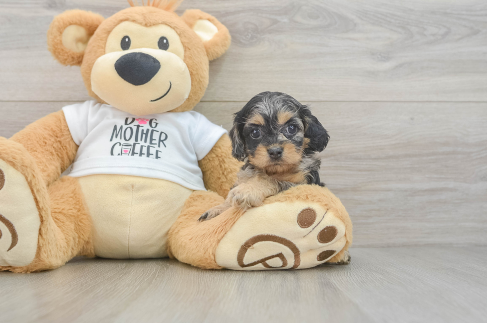 5 week old Cockapoo Puppy For Sale - Fairfield Furbabies
