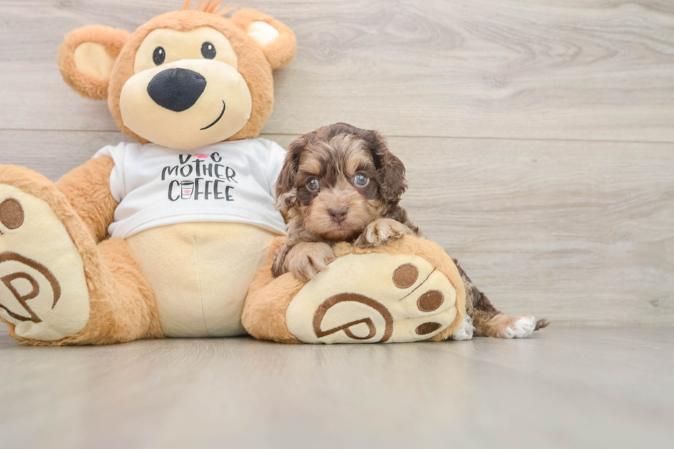 Friendly Cockapoo Baby