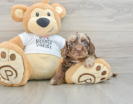 6 week old Cockapoo Puppy For Sale - Fairfield Furbabies