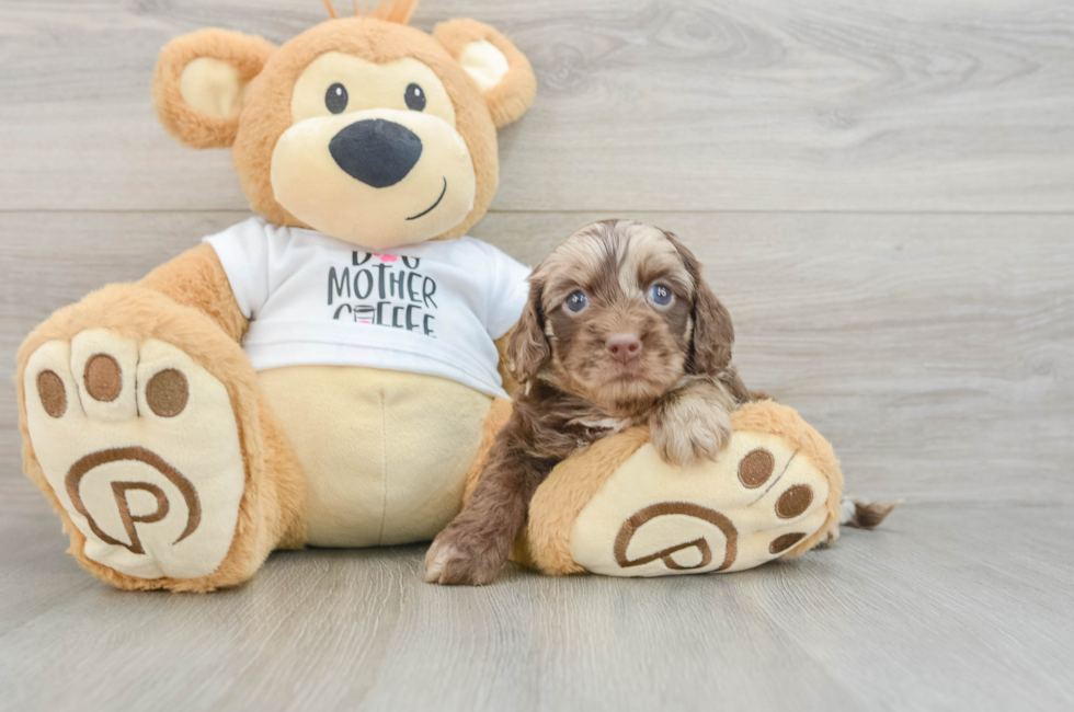 6 week old Cockapoo Puppy For Sale - Fairfield Furbabies