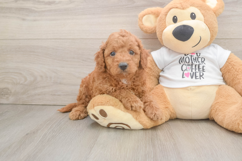 6 week old Cockapoo Puppy For Sale - Fairfield Furbabies