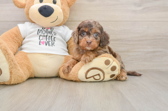 BRAVO, a Cockapoo littermate