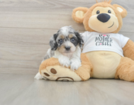 7 week old Cockapoo Puppy For Sale - Fairfield Furbabies