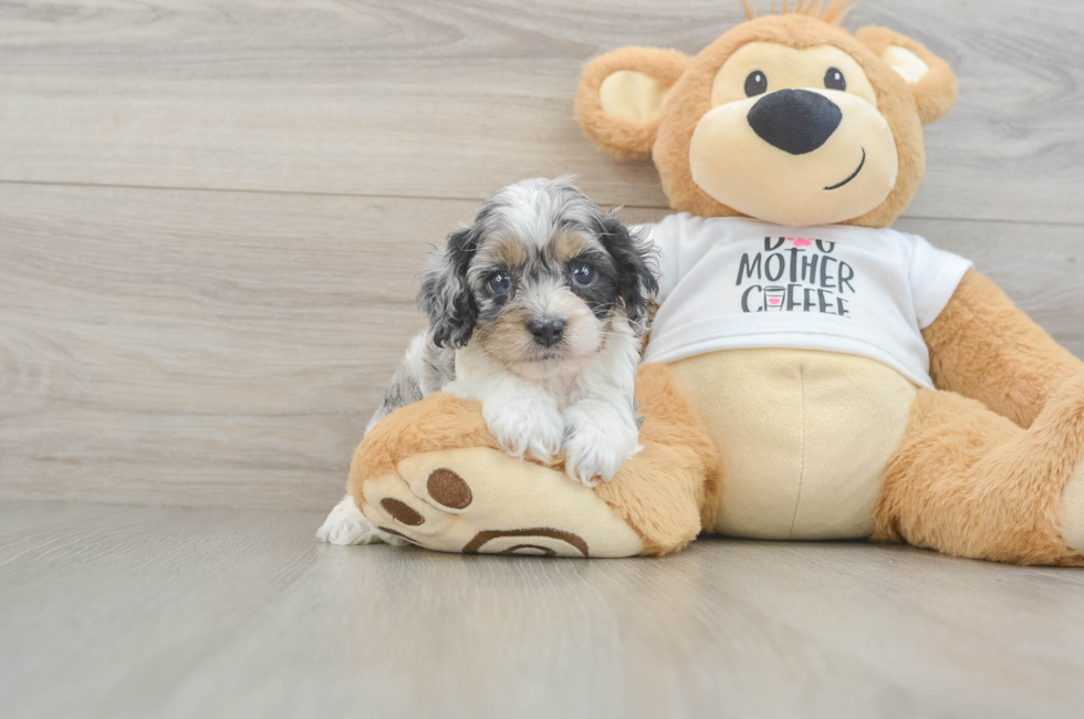 5 week old Cockapoo Puppy For Sale - Fairfield Furbabies