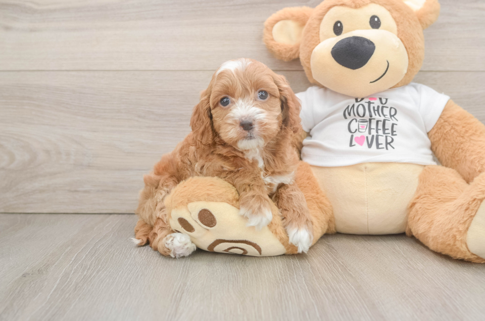 6 week old Cockapoo Puppy For Sale - Fairfield Furbabies