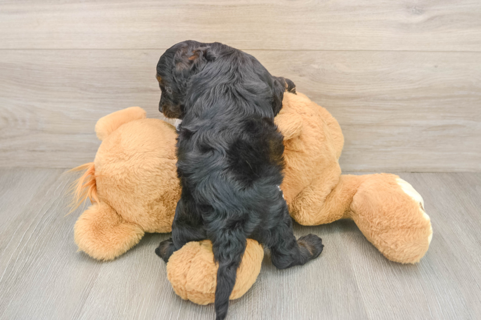 Energetic Cocker Doodle Poodle Mix Puppy