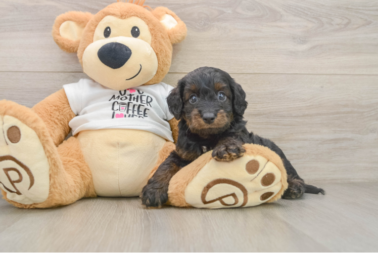 Cockapoo Puppy for Adoption