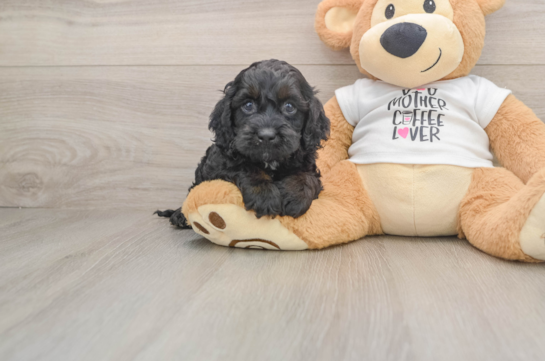 BRAX, a Cockapoo littermate