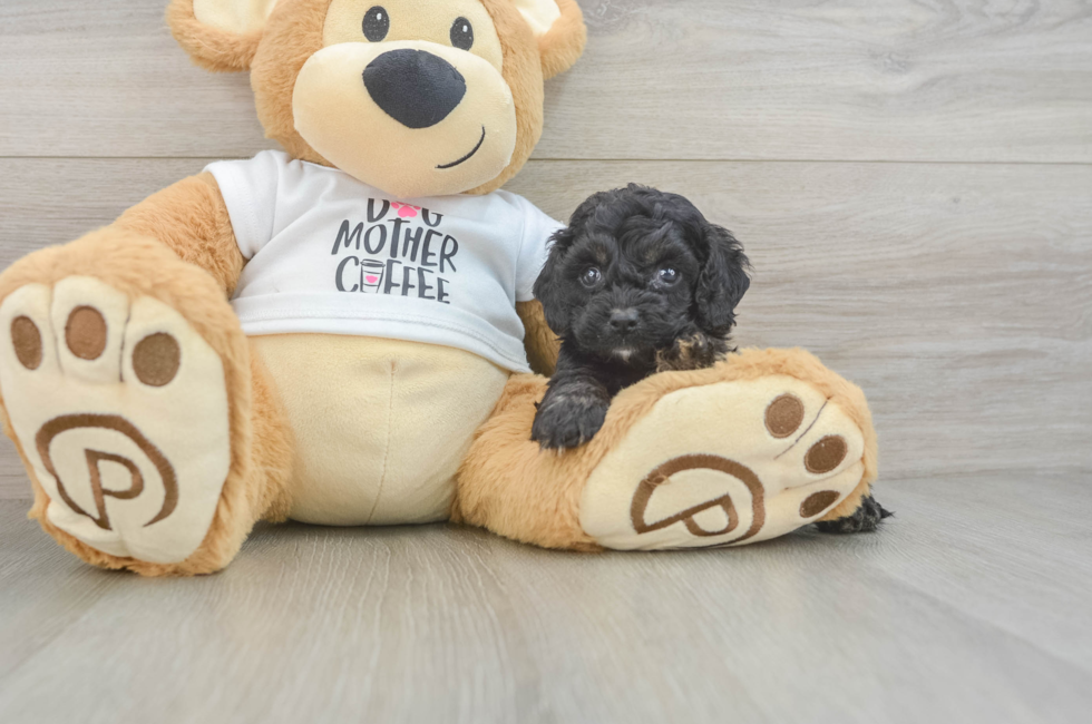 5 week old Cockapoo Puppy For Sale - Fairfield Furbabies