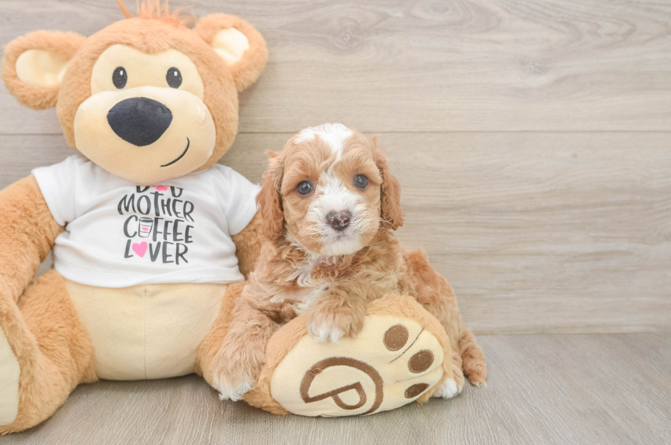 6 week old Cockapoo Puppy For Sale - Fairfield Furbabies