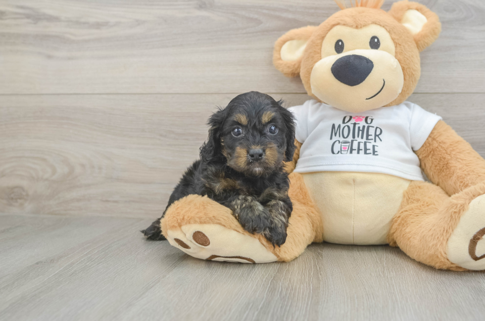 5 week old Cockapoo Puppy For Sale - Fairfield Furbabies