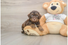 Petite Cockapoo Poodle Mix Pup