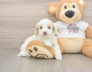 8 week old Cockapoo Puppy For Sale - Fairfield Furbabies